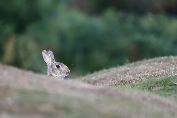 Conejo, Orictolagus cuniculus — Foto de Stock