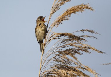 Reed warbler, Acrocephalus scirpaceus, clipart