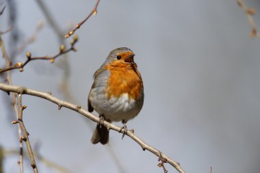 Robin, Erithacus rubecula