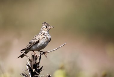 Skylark, Alauda arvensis