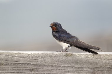 Kırlangıç, hirundo rustica,