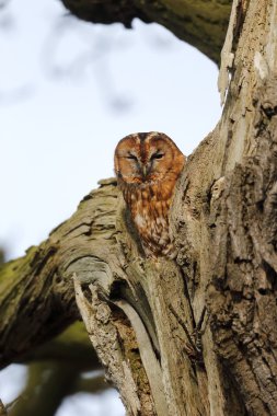 Alaca baykuş, strix aluco