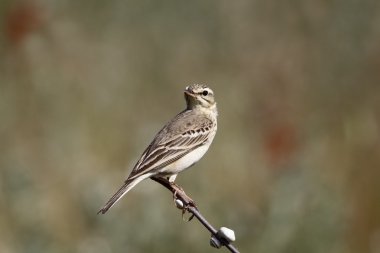 Kır incir kuşu, anthus campestris