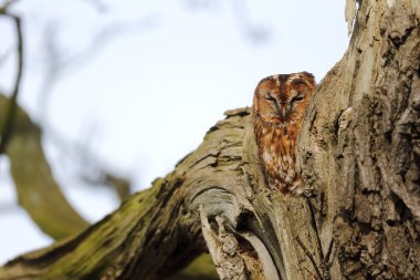 Alaca baykuş, strix aluco