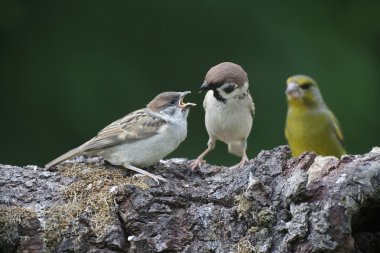 ağaç serçesi, passer montanus