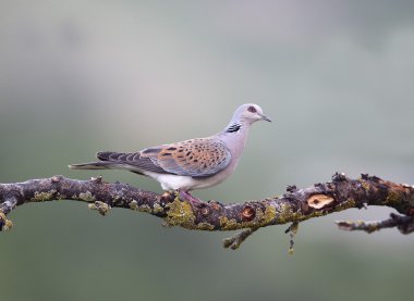 kumru, streptopelia turtur