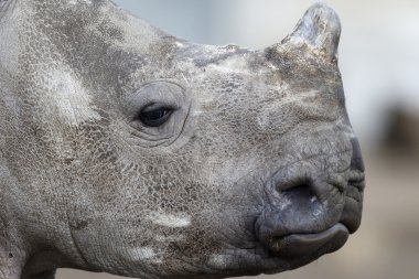 witte neushoorn, diceros simus