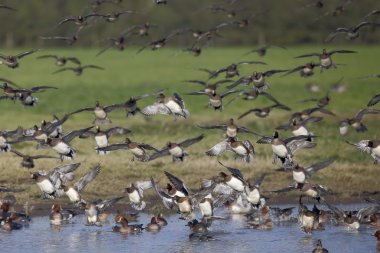 Wigeon, Anas penelope