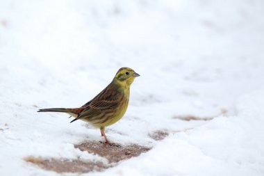 Yellowhammer, Emberiza citrinella