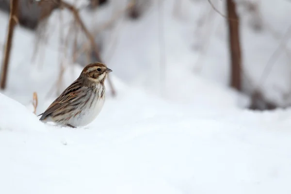 Bir ahşap kenarEscribano palustre, emberiza schoeniclus —  Fotos de Stock