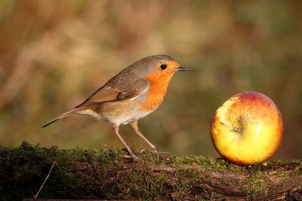 Robin, Erithacus rubecula — Stock fotografie