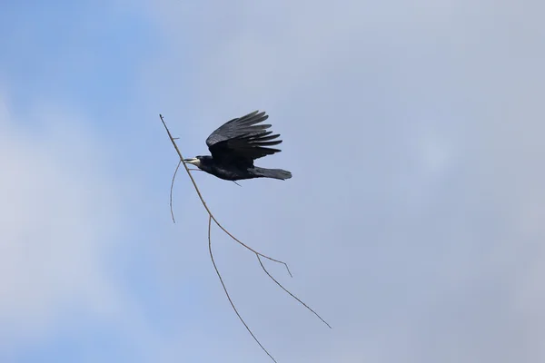 Torre, Corvus frugilegus , — Fotografia de Stock