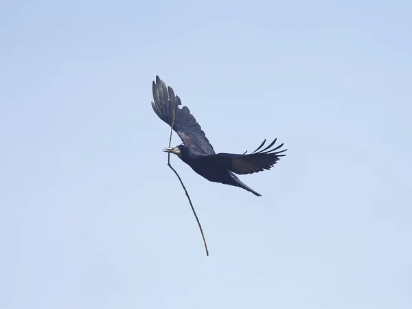 Saatkrähe, Corvus frugilegus, — Stockfoto