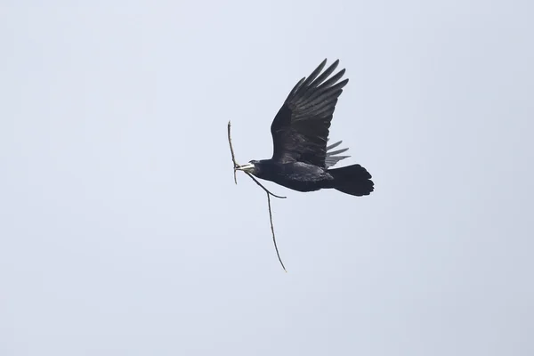 Rook, Corvus frugilegus, — Zdjęcie stockowe