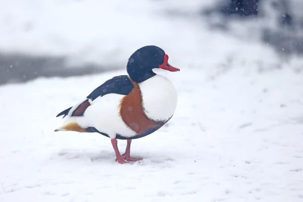 Canard d'Amérique, Tadorna tadorna — Photo