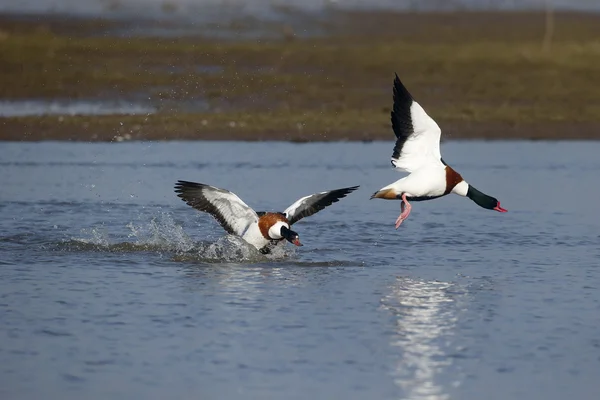 Shelduck, 28 лет, Tadorna — стоковое фото