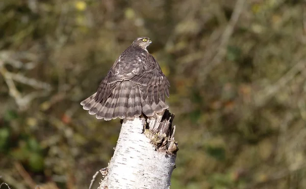 Sparviero, Accipiter nisus — Foto Stock