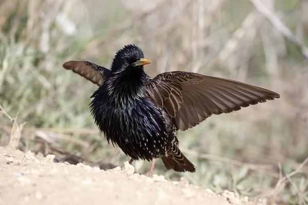 Szpak, sturnus vulgaris, — Zdjęcie stockowe