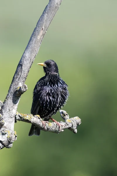 Špaček, sturnus vulgaris, — Stock fotografie