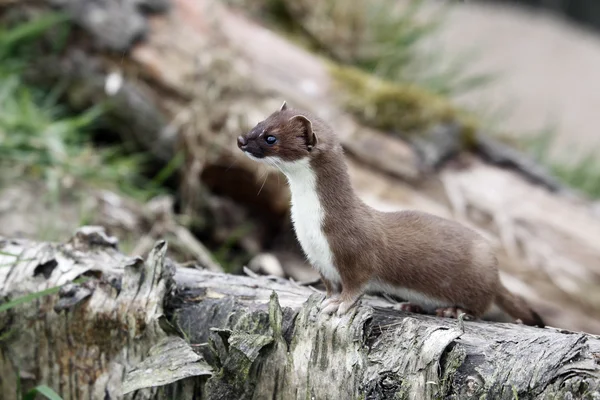 Hermelijn, mustela erminea — Stockfoto