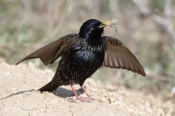 Szpak, sturnus vulgaris, — Zdjęcie stockowe