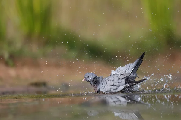 주식 비둘기, 비둘기 oenas — 스톡 사진