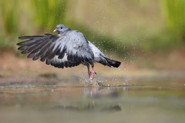 Paloma común, Columba oenas — Foto de Stock