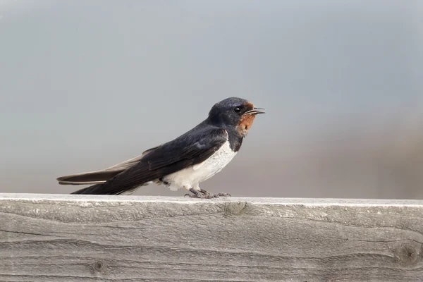 Hirondelle, Hirundo rustica , — Photo