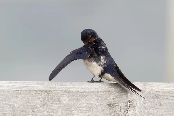 Hirondelle, Hirundo rustica , — Photo