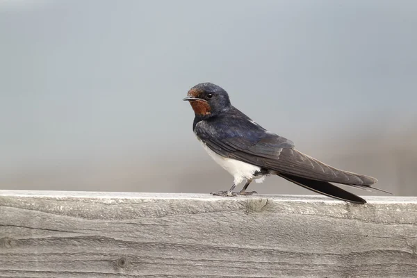 Engolir, Hirundo rustica , — Fotografia de Stock