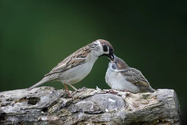 Pardal de árvore, Passer montanus — Fotografia de Stock