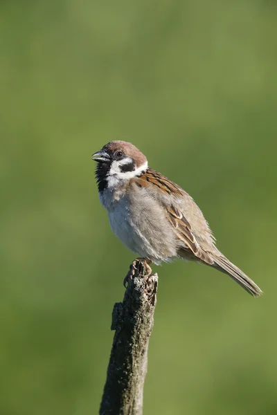 Tree sparrow, Passer montanus — Stock Photo, Image