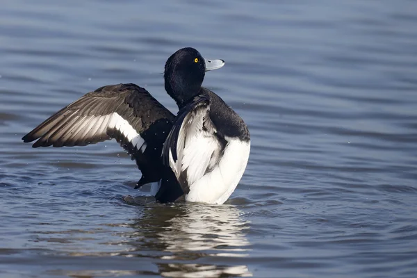 Tufted duck, Aythya fuligula — Stock Photo, Image