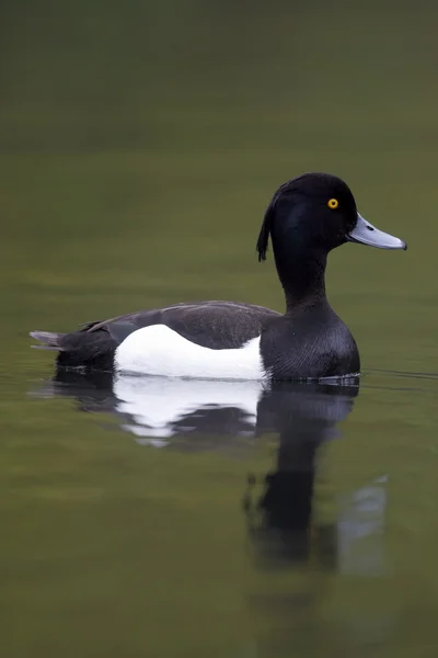 Büschelente, Aythya fuligula — Stockfoto