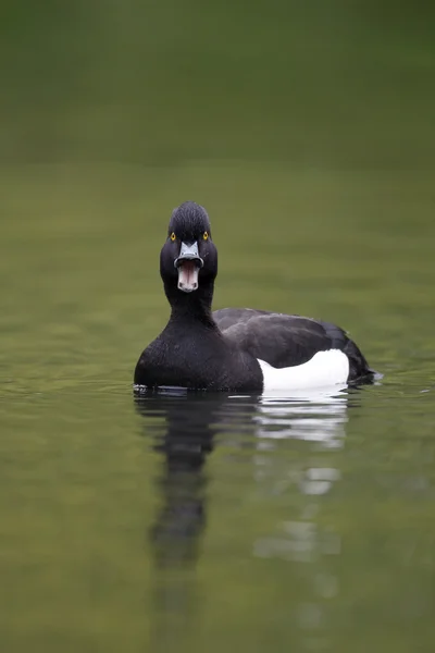 Tufted duck, Aythya fuligula — Stock Photo, Image