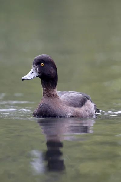 Tufted duck, Aythya fuligula — Stock Photo, Image