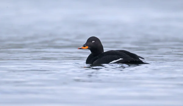 Velvet scoter, Melanitta fusca — Stock Photo, Image