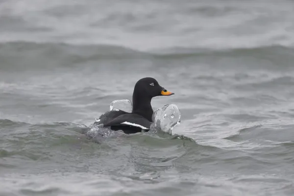 Velvet scoter, Melanitta fusca — Stock Photo, Image