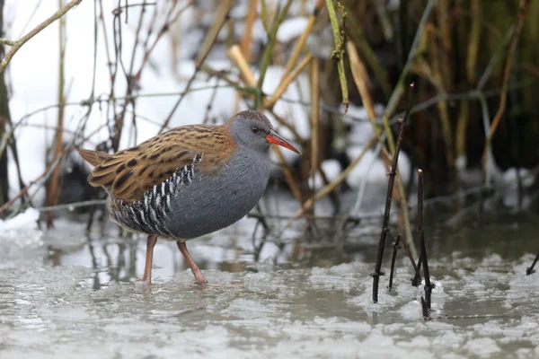 Canale navigabile, Rallus aquaticus — Foto Stock