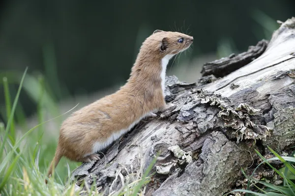 Mauswiesel, Mustela nivalis, — Stockfoto