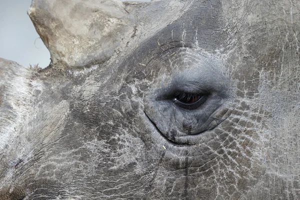 White rhinoceros, Diceros simus — Stock Photo, Image