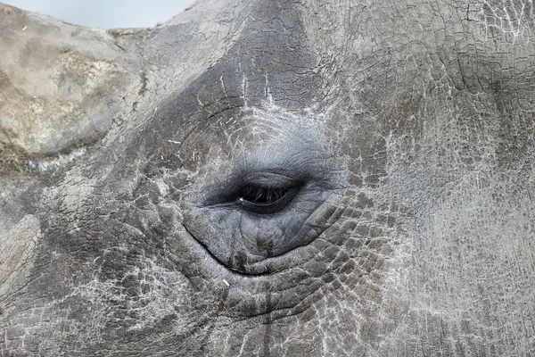 White rhinoceros, Diceros simus — Stock Photo, Image