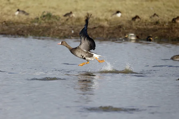 Fjällgås anser albifrons — Stockfoto