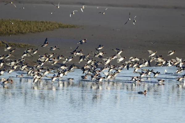 Wigeon, Anas Penelope — Fotografia de Stock