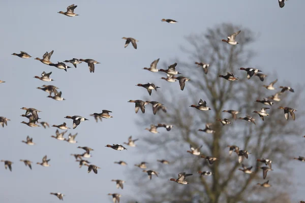 Wigeon, 아나 스 페넬로페 — 스톡 사진