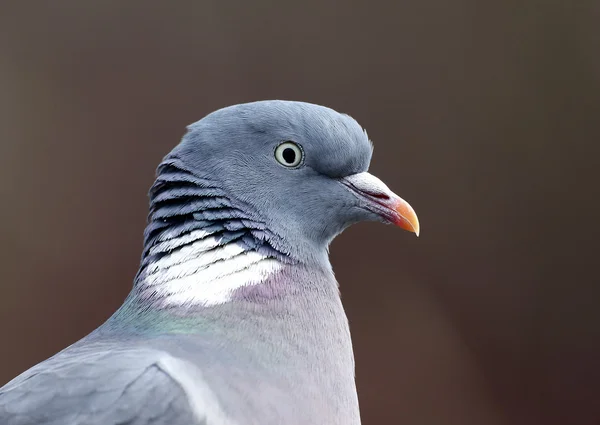 Pigeon des bois, Columba palumbus — Photo