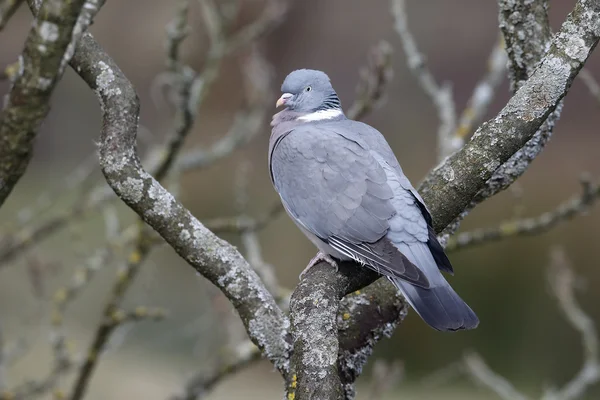 Wood pigeon, Columba palumbus — Stock Photo, Image