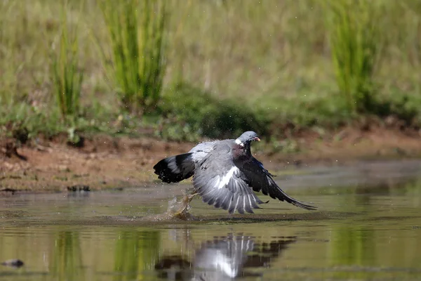 Pigeon des bois, Columba palumbus — Photo