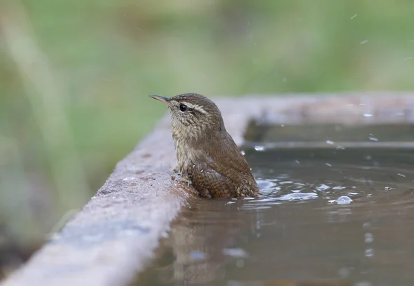 鹪鹩，troglodytes troglodytes — 图库照片