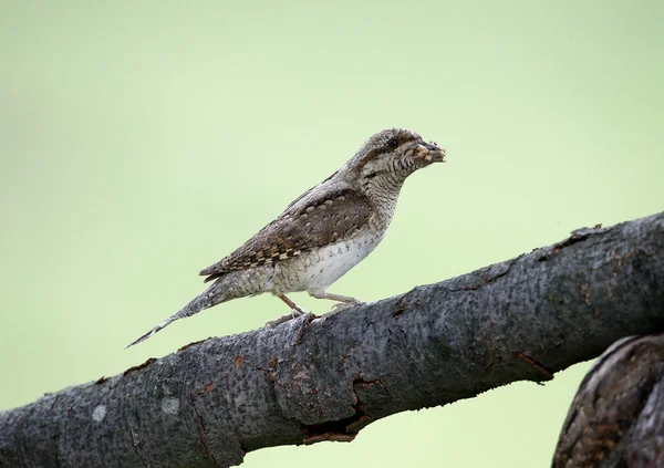 Torcicollo, jynx torquilla — Foto Stock